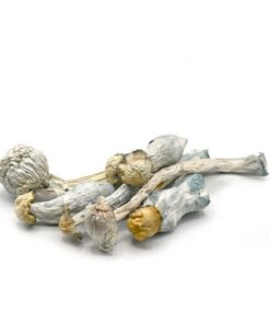 Alternative view of Albino Avery Mushroom