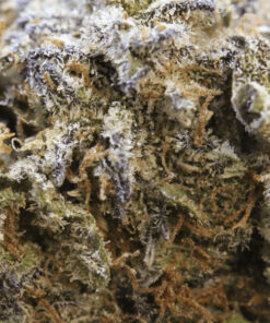 Alternative view of Buy Alien OG Aussie